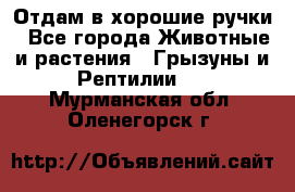 Отдам в хорошие ручки - Все города Животные и растения » Грызуны и Рептилии   . Мурманская обл.,Оленегорск г.